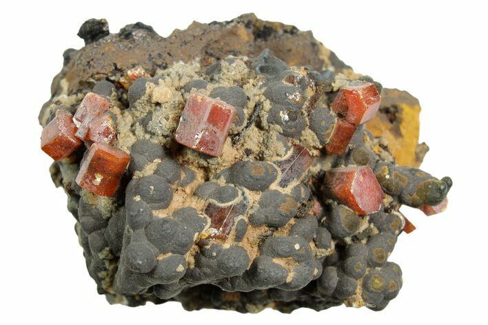 Small Red Vanadinite Crystals on Goethite - Morocco #366228